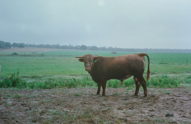 Raça bovina Mertolenga, 1998