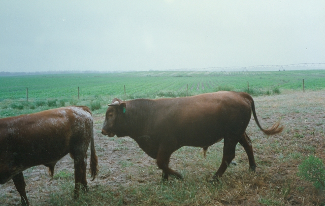 Raça bovina Mertolenga, 1998