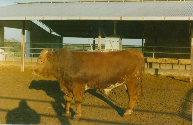 Raça bovina Mertolenga, 1980