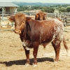 Raça bovina Mertolenga, 1988