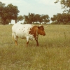 Raça bovina Mertolenga, 1980