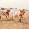 Raça bovina Mertolenga, 1980