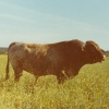 Raça bovina Mertolenga, 1980