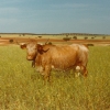 Raça bovina Mertolenga, 1980