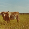 Raça bovina Mertolenga, 1980