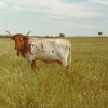 Raça bovina Mertolenga, 1980