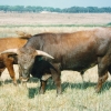 Raça bovina Mertolenga, 1998