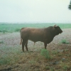 Raça bovina Mertolenga, 1998