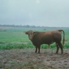 Raça bovina Mertolenga, 1998