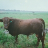 Raça bovina Mertolenga, 1998