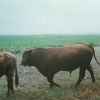 Raça bovina Mertolenga, 1998