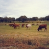 Raça bovina Mertolenga, 1989