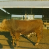 Raça bovina Mertolenga, 1980