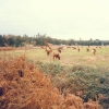 Raça bovina Mertolenga, 1989