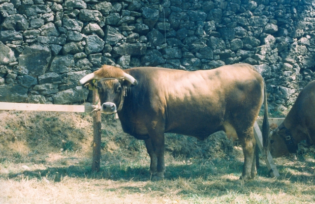 Raça bovina Mirandesa, 1984