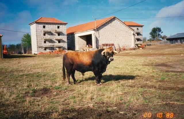 Raça bovina Mirandesa, 1984