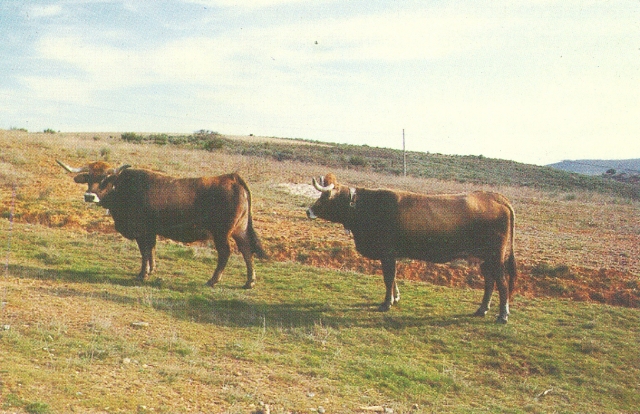 Raça bovina Mirandesa, 1984