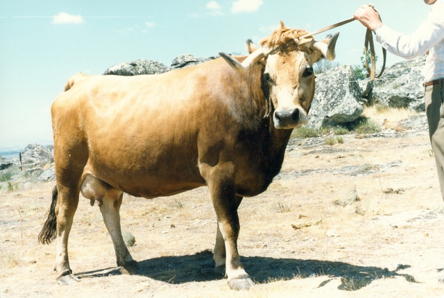 Raça bovina Mirandesa, 1984