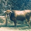 Raça bovina Mirandesa, 1984