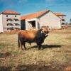 Raça bovina Mirandesa, 1984