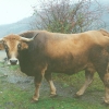 Raça bovina Mirandesa, 1993