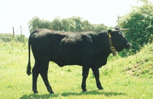 Raça bovina Preta, 1995