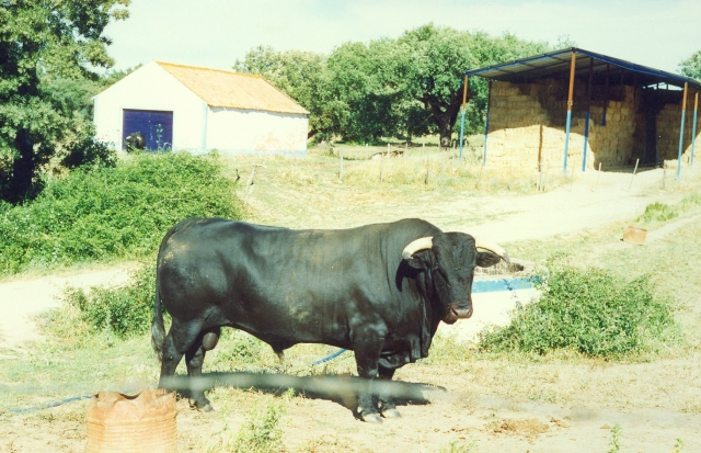 Raça bovina Preta, 1995