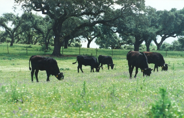 Raça bovina Preta, 1995