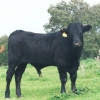 Raça bovina Preta, 1995