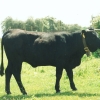 Raça bovina Preta, 1995