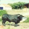 Raça bovina Preta, 1995