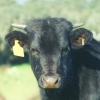 Raça bovina Preta, 1995