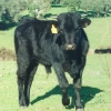 Raça bovina Preta, 1995