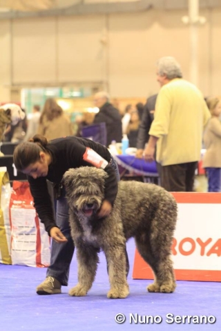 Raça canina Barbado da Terceira - Monte de Magos, 2015