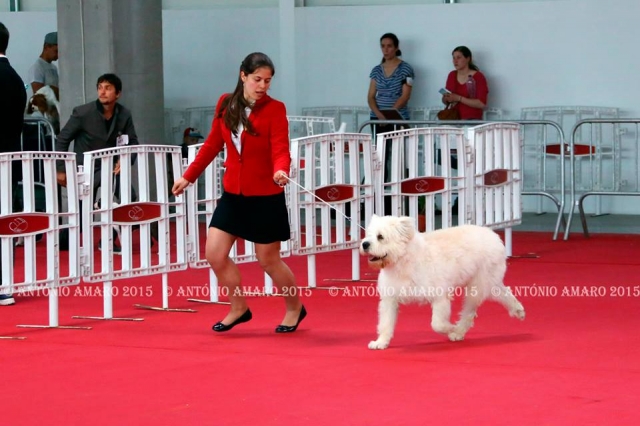 Raça canina Barbado da Terceira - Monte de Magos, 2015