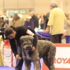 Raça canina Barbado da Terceira - Monte de Magos, 2015