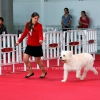 Raça canina Barbado da Terceira - Monte de Magos, 2015