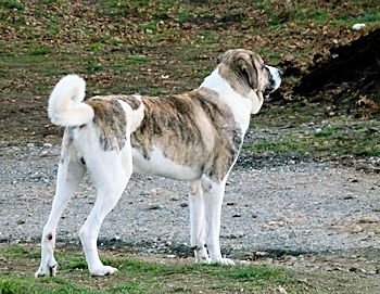 Cão de Gado Transmontano