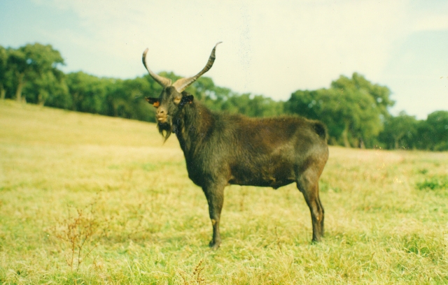 Raça caprina Charnequeira, 1997