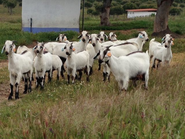 Raça caprina Serpentina - Herdade da Mata, 1 Mai 2015 