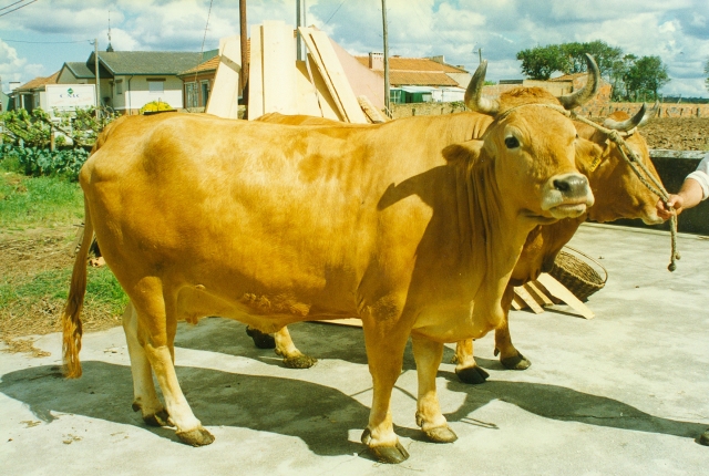 Raça bovina Marinhoa - Verdemilho, 1997