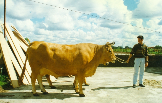 Raça bovina Marinhoa - Verdemilho, 1997