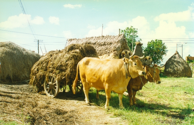 Raça bovina Marinhoa - Verdemilho, 1997