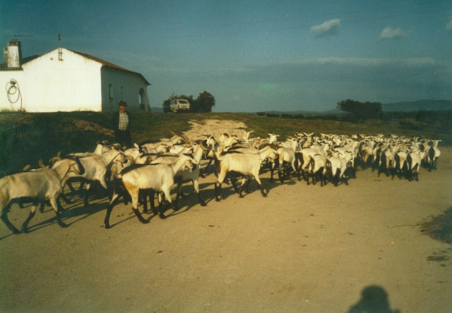 Raça caprina Serpentina, 1980