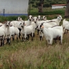 Raça caprina Serpentina - Herdade da Mata, 1 Mai 2015 