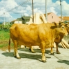 Raça bovina Marinhoa - Verdemilho, 1997