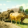 Raça bovina Marinhoa - Verdemilho, 1997