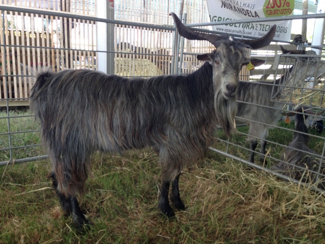 Raça caprina Serrana - Ecotipo Transmontano - CNEMA, Santarém, 6 Jun 2015