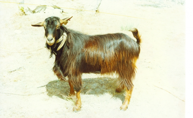 Raça caprina Serrana - Ecotipo Ribatejano, 1995