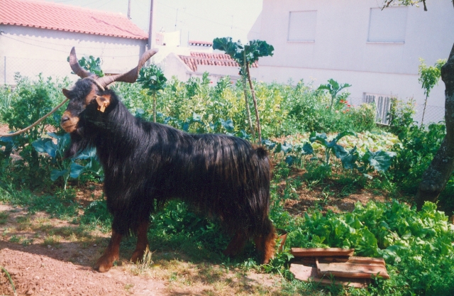 Raça caprina Serrana - Ecotipo Ribatejano, 1995